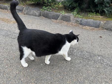 ツートン猫 cat,猫,野良猫の写真素材