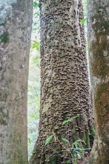 樹幹を覆うサルノコシカケ 樹幹を覆うサルノコシカケ 秋田,白神山地,岳岱の写真素材