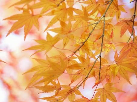 紅葉 紅葉,葉,木の写真素材