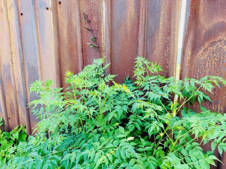 錆びた鉄板の塀と鮮やかなグリーン植物 錆びた鉄板の塀と鮮やかなグリーン植物 フェンス,平,仕切りの写真素材