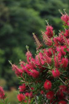 ブラシ草 ブラシ草 ブラシ,似てる,赤の写真素材