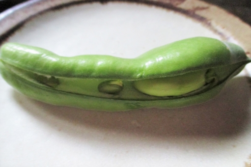 ソラマメの写真