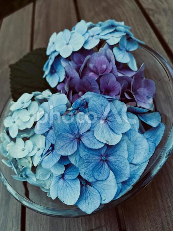 切なさを残したあじさい あじさい,紫陽花,花の写真素材
