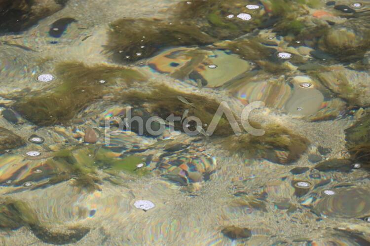 潮だまりの小魚 海,磯,潮だまりの写真素材