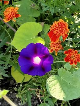 朝顔 朝顔 朝顔,花,自然の写真素材