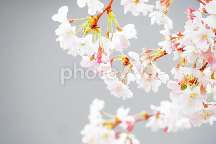 フリー素材無料春の淡いピンク色さくら桜 桜,満開,さくらの写真素材