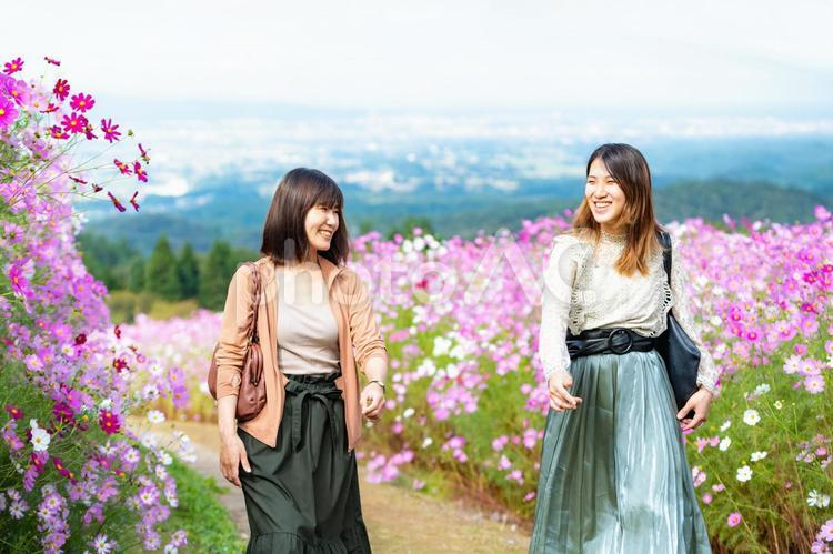 コスモスの花畑で観光旅行する女性グループ コスモス,花畑,女性の写真素材