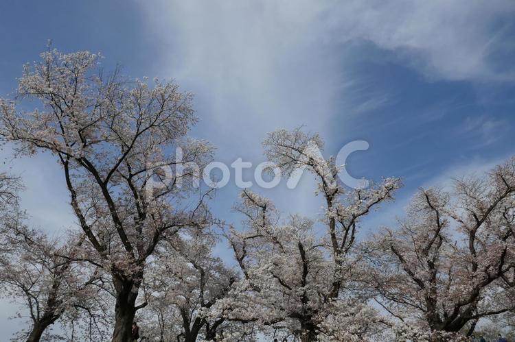 八幡の背割堤の桜と青空 春,京都,八幡市の写真素材