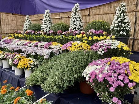 秋の武生中央公園 秋の武生中央公園 モニュメント,菊人形,菊祭の写真素材