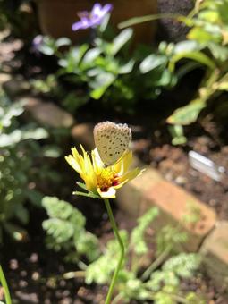 ナチュラルガーデンの花とチョウ ナチュラルガーデンの花とチョウの写真