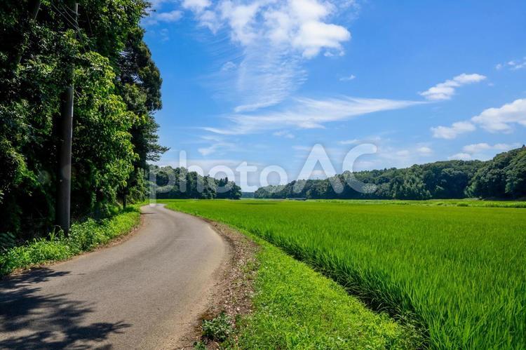 田園風景 風景,緑色,草原の写真素材