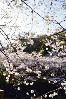 綺麗な桜 迎春,早春,桜の写真素材