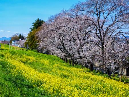 熊谷桜堤の桜 熊谷桜堤の桜 桜,ソメイヨシノ,菜の花の写真素材