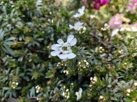 Iberis/Shepherd's purse/Bent flower (flower/bud), JPG