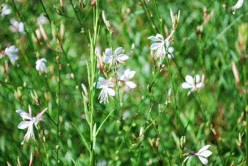 White Gaura flower among greenery, JPG