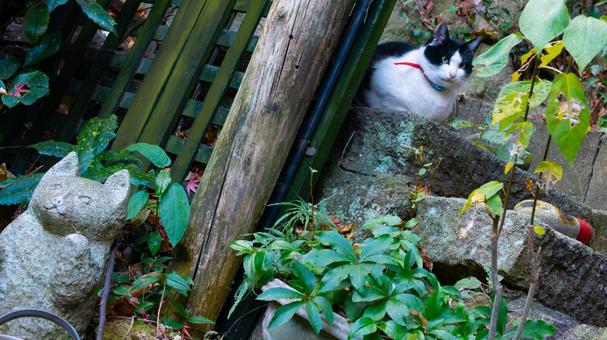 守り猫のまなざし 守り猫のまなざし 猫,守り,瞳の写真素材