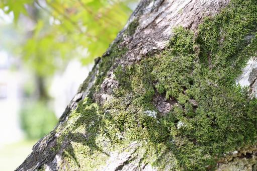 苔の写真