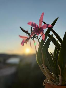 シルエットに浮かぶ蘭 植物,ラン,自然の写真素材