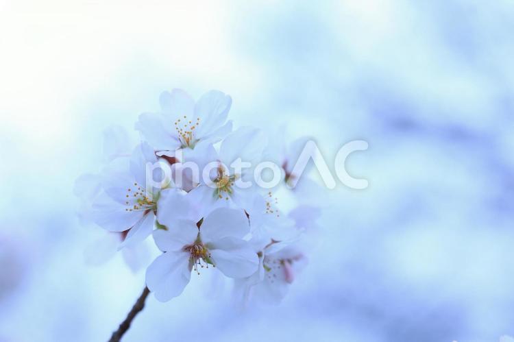 桜　さくら 桜,さくら,サクラの写真素材