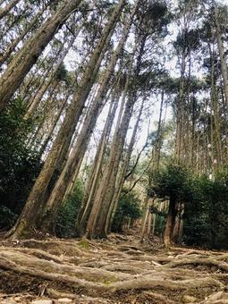 木の根が張り巡らされた登山道 木の根が張り巡らされた登山道の写真