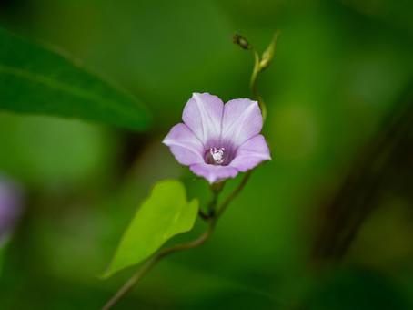 ホシアサガオの写真