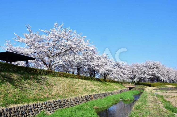 桜並木 桜,さくら,サクラの写真素材
