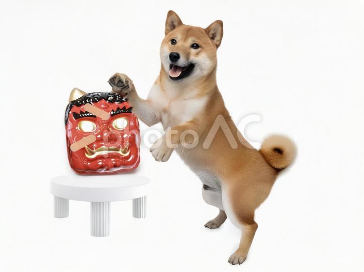 柴犬の鬼たいじ_AS000005 柴犬,子犬,仔犬の写真素材