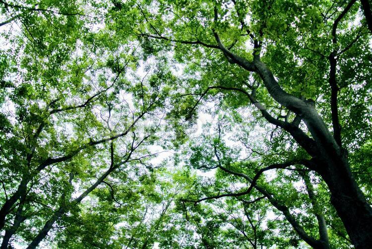 木漏れ日 夏,緑,グリーンの写真素材