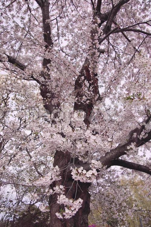 桜の木 桜,桜の木,春の写真素材