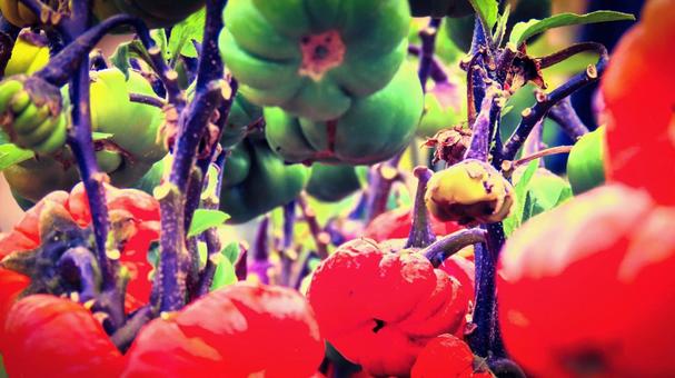 かぼちゃの森 かぼちゃの森 ハロウィン,ジャックオランタン,かぼちゃの写真素材