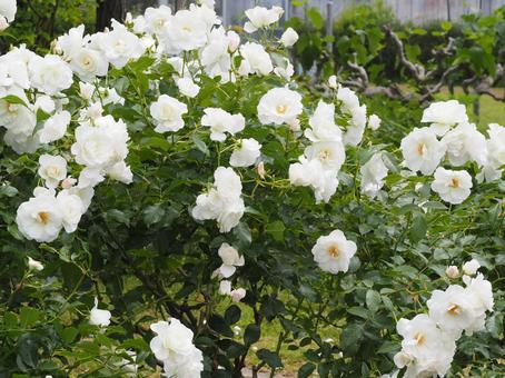 白いバラ　アイスバーグ⑮ バラ,薔薇,花の写真素材