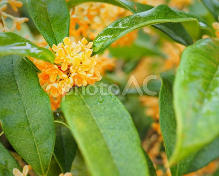 雨に濡れる金木犀 キンモクセイ,秋,花の写真素材