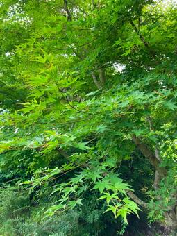 新緑の青もみじ 青もみじ,青紅葉,新緑の写真素材
