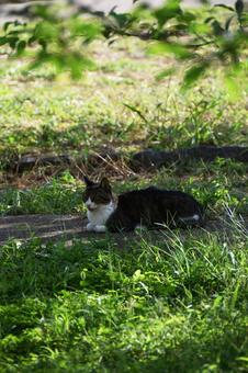 野良猫 野良猫の写真