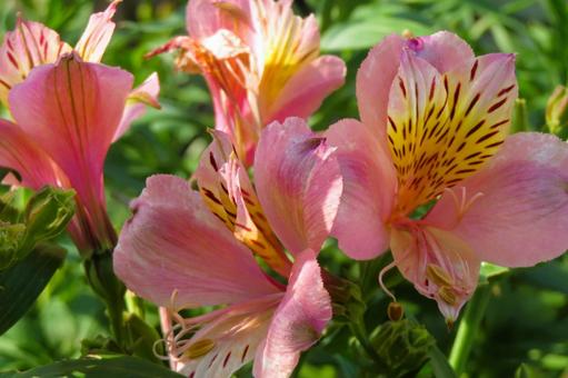 6月上旬の庭の陽を浴びるアルストロメリア 6月上旬の庭の陽を浴びるアルストロメリアの写真