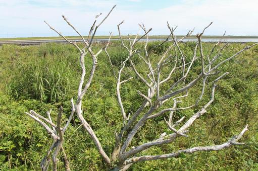 トドワラ1 トドワラ,湿原,野付半島の写真素材