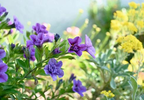 Calibrachoa and Alyssum, JPG Calibrachoa and Alyssum, JPG