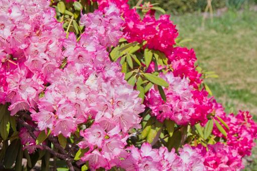 Deep pink azalea (Dutch azalea), JPG