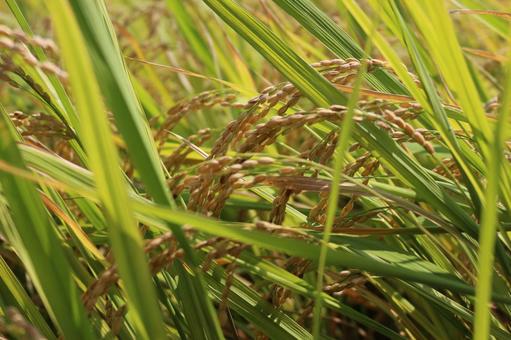 お米 お米 お米,米,新米の写真素材