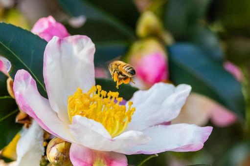 サザンカとミツバチ⑿ 花,蜂,サザンカの写真素材