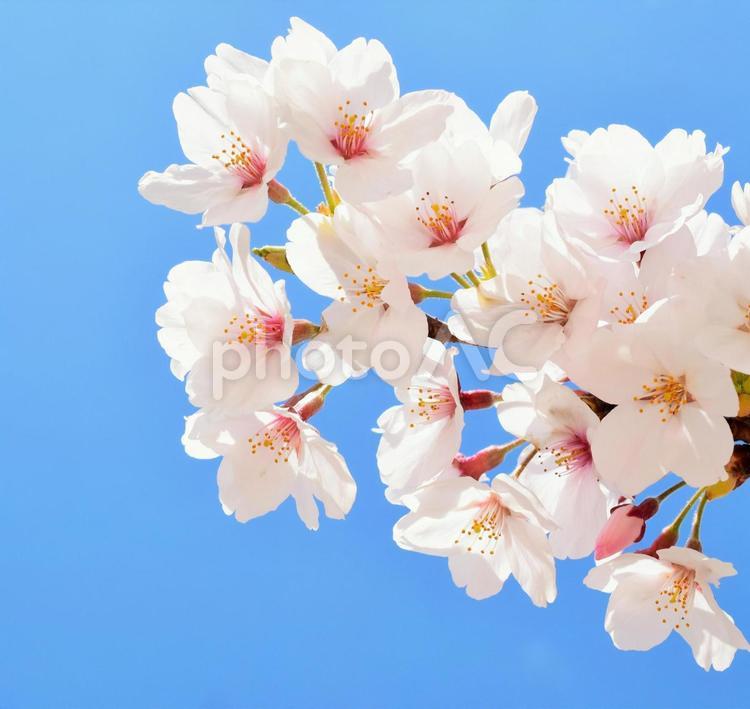 桜と青空、クローズアップ 桜,さくら,サクラの写真素材