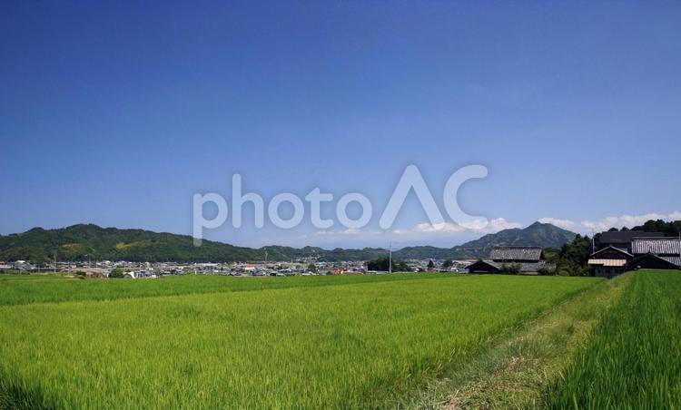 夏の田園風景-29 屋外で,草,木々の写真素材