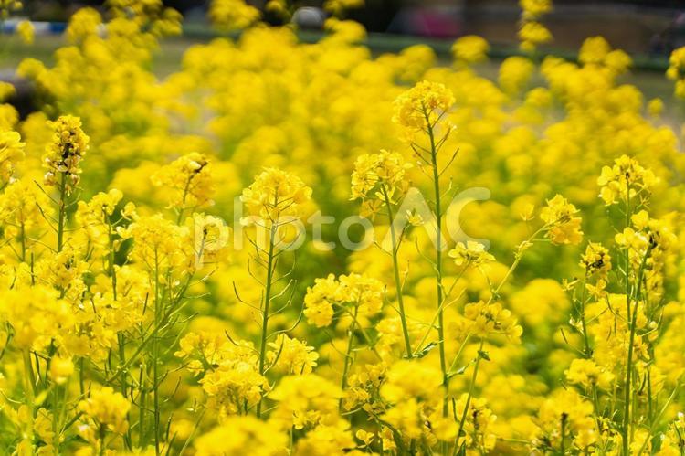 満開の菜の花畑と春の光③ 菜の花,花畑,春の写真素材