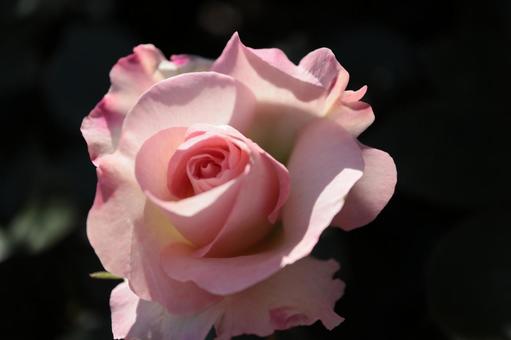 バラ園のきれいな薔薇の写真です バラ園のきれいな薔薇の写真です 花,薔薇,自然の写真素材