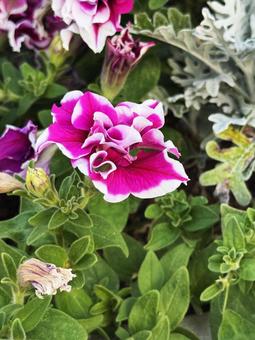 ペチュニア ペチュニア,花,夏の写真素材