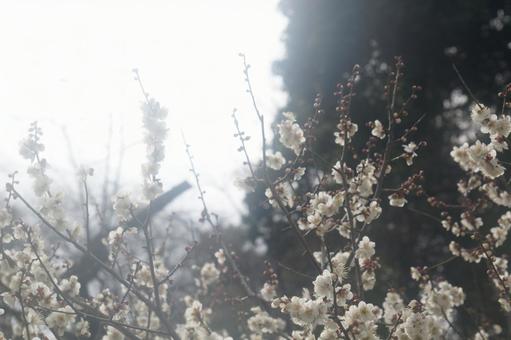 梅の写真