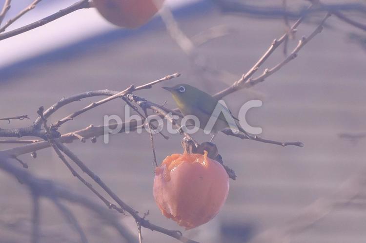 メジロと柿の木 メジロ,柿の木,鳥の写真素材