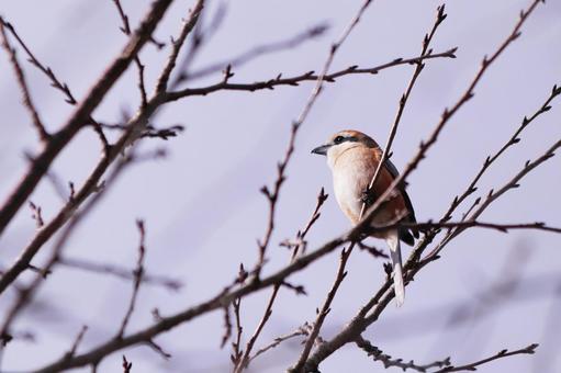枝とまる野鳥のモズ 枝とまる野鳥のモズ 鳥,モズ,野鳥の写真素材