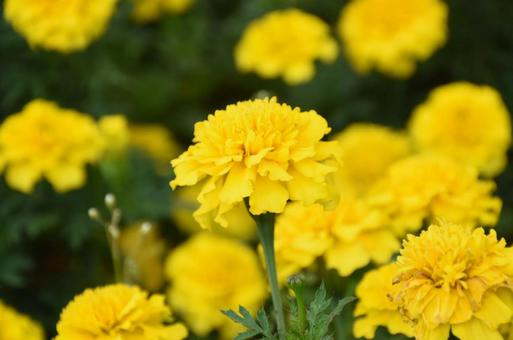 アフリカン・マリーゴールドの写真