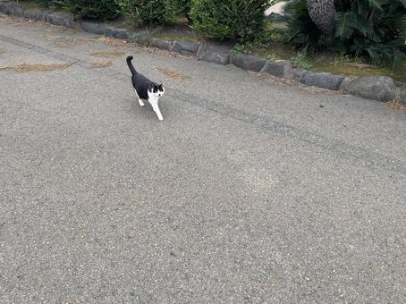 白黒野良猫３ 猫,野良猫,ねこの写真素材
